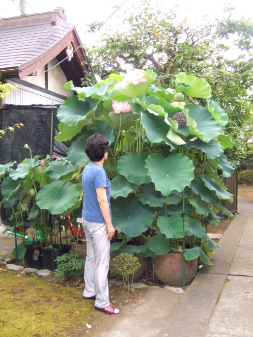 蓮の栽培環境